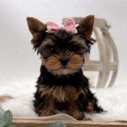 Mya - Black and tan female Yorkshire Terrier puppy in Benton, Illinois from Furry Tailz Yorkies