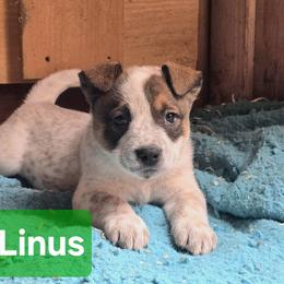 Linus - Red mottled male Australian Cattle Dog puppy in Fife Lake, Michigan from Kurczak Farm LLC