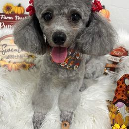 milky - Poodle