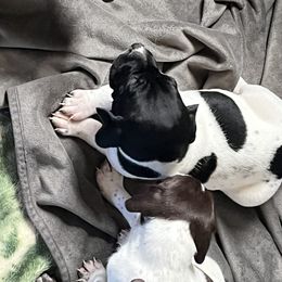 Boy 4 - Black roan German Shorthaired Pointer puppy in Waller, Washington from MLC Kennel