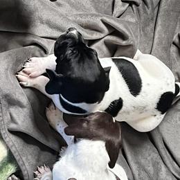 Boy 4 - Black roan German Shorthaired Pointer puppy in Waller, Washington from MLC Kennel