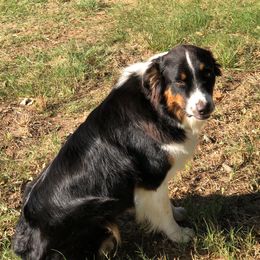 Sadie - Australian Shepherd