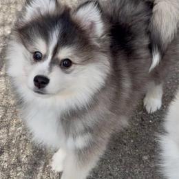 King - Black and white male Pomsky puppy in Long Grove, Illinois from Windy City Pomsky