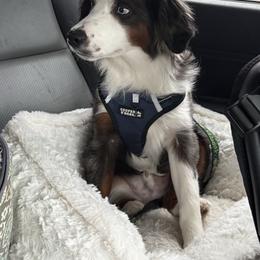 Cosmo - Blue merle male Miniature Australian Shepherd puppy in Marion, Michigan from Highland Hills Mini Aussies