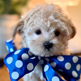 Nanny - Apricot female Maltipoo puppy in Wendell, North Carolina from Teddys Teddy Bears