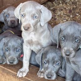Weimaraner puppies from Weimaraners of South Carolina