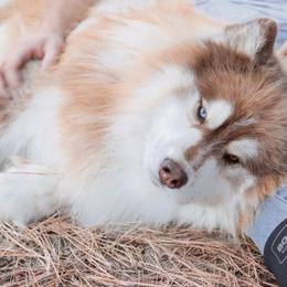 Loki - Red and white male Siberian Husky puppy in Bly, Oregon from Hill Top Huskies