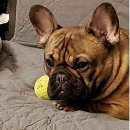 French Bulldogs from Three Frenchies