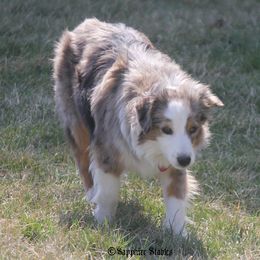 River - Toy Australian Shepherd