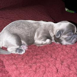 Shih Tzu Puppies from Lavender Lane Tzus