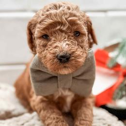 Blaze - Red  male Goldendoodle puppy in Iola, Texas from Supreme Doodles of Texas