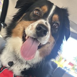 Ripley - Australian Shepherd