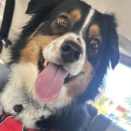 Ripley - Australian Shepherd