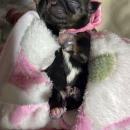 Cupid - Black white and silver female Shih Tzu puppy in Sacramento, California from NANA’S  QUALITY SHIH TZU'S