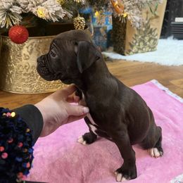 Female 2 - Brindle female Boxer puppy in Prestonsburg, Kentucky from Bre’s Boxers