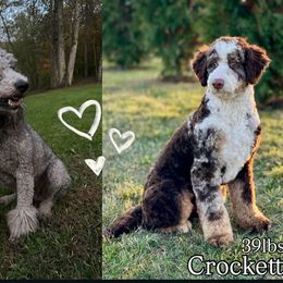 Bernedoodle puppies from JensenBelle Doodles