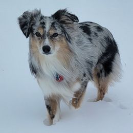 Blue - Miniature American Shepherd