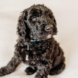 Dizzy Gillespie - Black male Labradoodle puppy in Orange, Virginia from Hillcrest Labradoodles