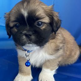Boy 4 - Brindle and white Shih Tzu puppy in Las Vegas, Nevada from Miracle's Shih Tzus