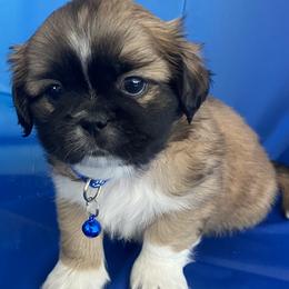 Boy 4 - Brindle and white Shih Tzu puppy in Las Vegas, Nevada from Miracle's Shih Tzus