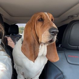 Dolly - Basset Hound