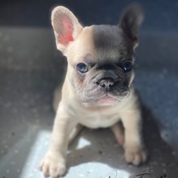 French Bulldog Puppies from Woodlands Frenchies