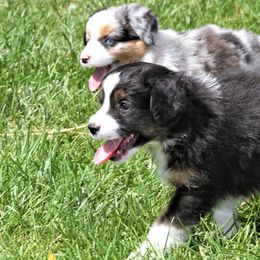 GREEN COLLAR - Black tri Miniature Australian Shepherd puppy in Omak, Washington from Willow Flats Kennels