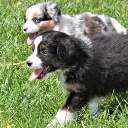 GREEN COLLAR - Black tri Miniature Australian Shepherd puppy in Omak, Washington from Willow Flats Kennels