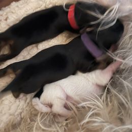 Yorkshire Terrier Puppies from Buddha Babies Yorkshire Terriers