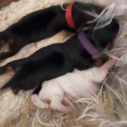 Yorkshire Terrier Puppies from Buddha Babies Yorkshire Terriers
