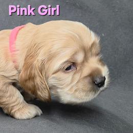 Pink - Buff female Cocker Spaniel puppy in Lebanon, Missouri from Spring Hollow Cocker Spaniels