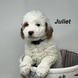 Juliet - Parti female Goldendoodle puppy in Danville, Virginia from Stella’s Stunning Goldendoodles of VA