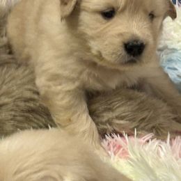 Girl 2 - Golden female Golden Retriever puppy in Chesapeake, Virginia from Autumn Lake Golden Retrievers