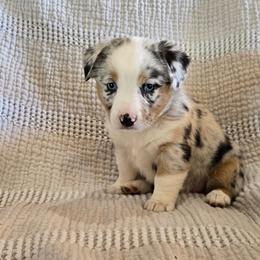 Layla - Blue female Companion Cross puppy in Americus, Kansas from Kandi's Pups