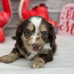 Jaguar - Dapple male Dachshund puppy in Norwood, Missouri from Madra's Dashing Doxies