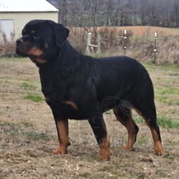Azula - Rottweiler