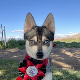 Aia - Alaskan Klee Kai