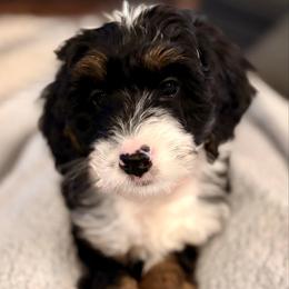 Pink collar girl - Tri-color female Bernedoodle puppy in Lake, Michigan from 3 King Doodles & Poodles
