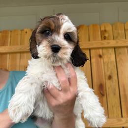 Shaggy - Sable male Cockapoo puppy in Holton, Indiana from MoonShine Babies