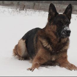 Boone - German Shepherd