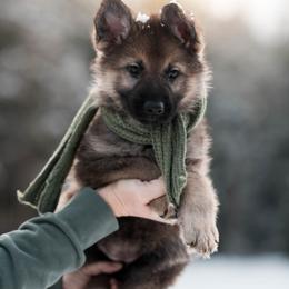German Shepherd Puppies from Vom Rindahaus Shepherds