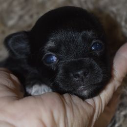 Girl 3 - female Chihuahua puppy in Gloucester, Virginia from Charlotte's Web of Chihuahuas