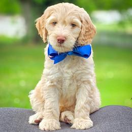 Costa - Light golden male Double Doodle puppy in Cleveland, Tennessee from Edgewater Doodles & Designer Pups
