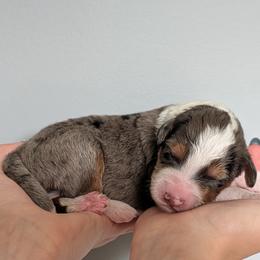 Indie - Blue merle female Aussiedoodle puppy in New Durham, New Hampshire from Ridgeview Aussiedoodles