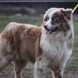 Mikey - Miniature Australian Shepherd