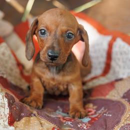 Ash - Red male Dachshund puppy in Auxvasse, Missouri from Above Par Kennels