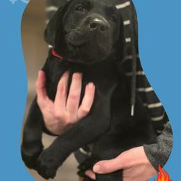 Lumi - Red Collar - Black male Labrador Retriever puppy in Sumerduck, Virginia from Cedar Mountain Retrievers