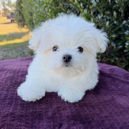 Olaf - White male Maltese puppy in Centre, Alabama from Wonderland Maltese