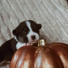 Binx - Black and tan male Pembroke Welsh Corgi puppy in La Porte City, Iowa from Cedar River Corgis