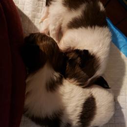 Papillon Puppies from King's Papillons